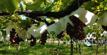 Load image into Gallery viewer, Grape Republic - Rosato - Yamagata, Japan - 2020
