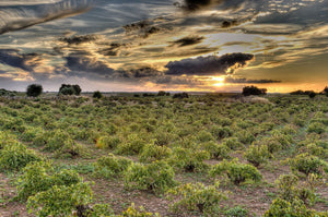 Bodegas Latúe - Freak of Nature Rosado - Spain
