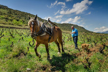 Load image into Gallery viewer, Barriot Le Clot de L’Origine - Le P’tit Barriot - Syrah Blanc - Rousillion
